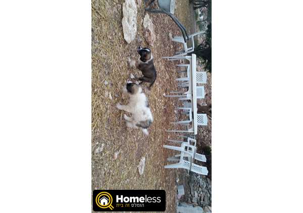 תמונה 2 ,כלבים רועה אסיאתי   קושי למכירה בדאלית אל-כרמל