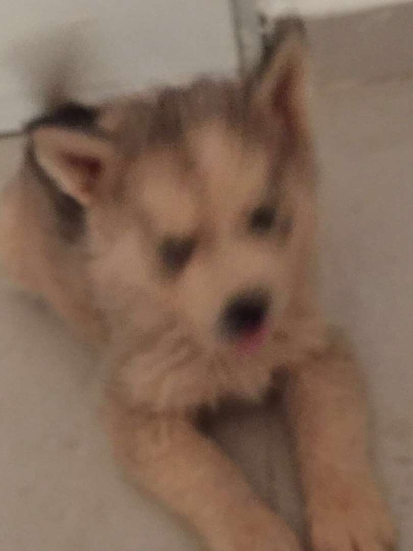 תמונה 1 ,כלבים האסקי סיביר   יזן למכירה בכרמיאל