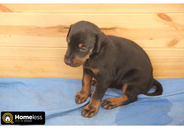 תמונה 1 ,כלבים דוברמן   גור למכירה בפתח תקווה
