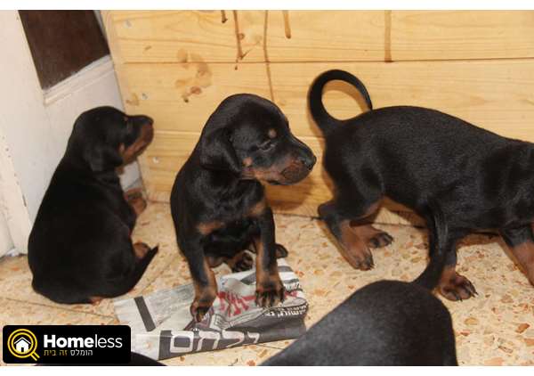תמונה 3 ,כלבים דוברמן   גור למכירה בפתח תקווה