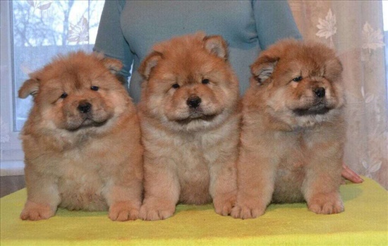 chow chow about