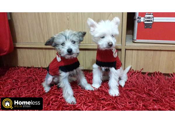 תמונה 1 ,כלבים סיני מצוייץ   מרינה למכירה בתל אביב