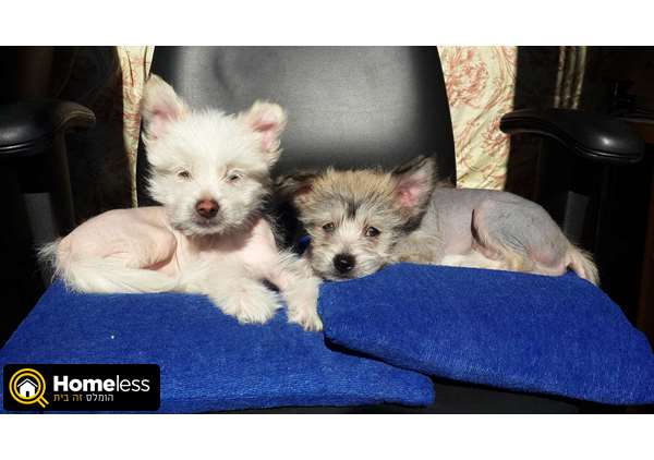 תמונה 4 ,כלבים סיני מצוייץ   מרינה למכירה בתל אביב