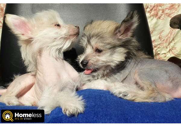 תמונה 2 ,כלבים סיני מצוייץ   מרינה למכירה בתל אביב