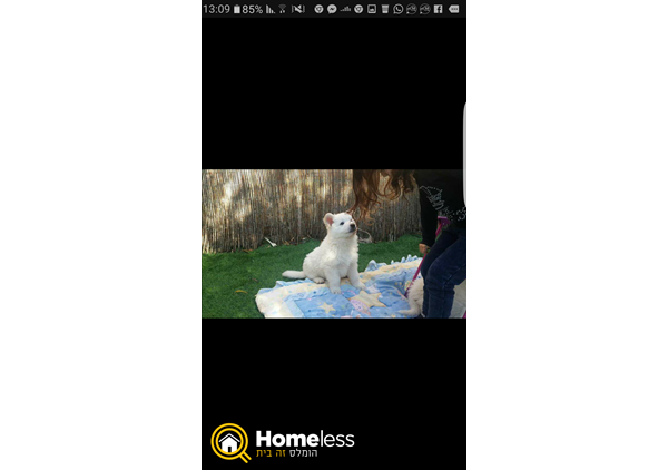תמונה 1 ,כלבים רועה שוויצרי לבן   סנדי למכירה בקרית אתא