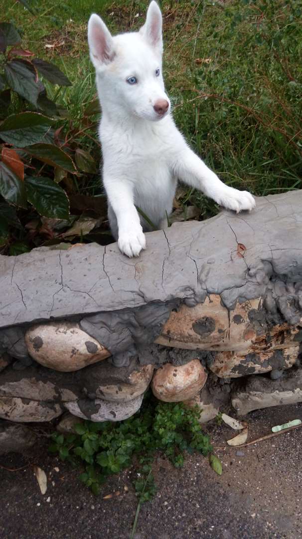 תמונה 1 ,כלבים האסקי סיביר   סקאי למכירה בחולון