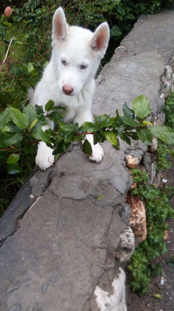 תמונה 2 ,כלבים האסקי סיביר   סקאי למכירה בחולון