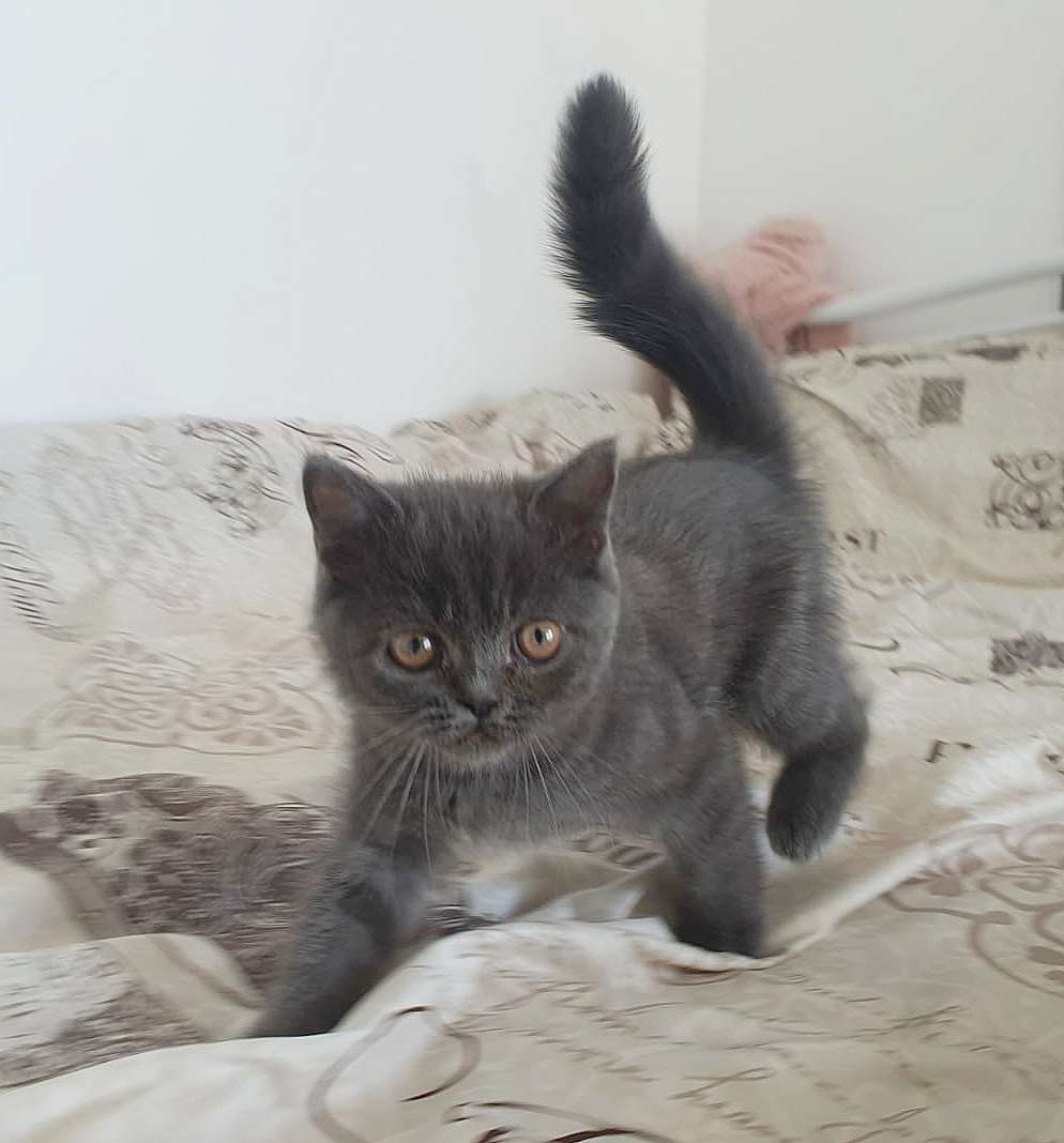תמונה 1 ,חתולים בריטי קצר שיער   גורי חתול למכירה בנתניה