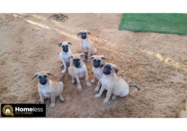 תמונה 1 ,כלבים רועה בלגי   מלינוואה למכירה בבית דגן