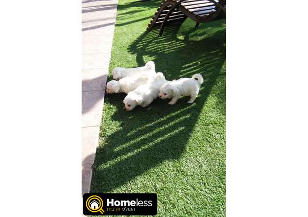 תמונה 2 ,כלבים מלטז   גורי מלטז למכירה בראשון לציון