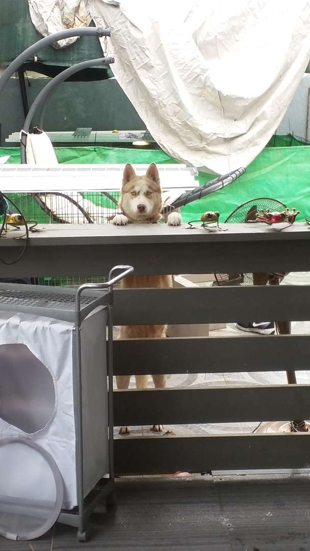 תמונה 3 ,כלבים האסקי סיביר   קייסי למכירה בקרית ים