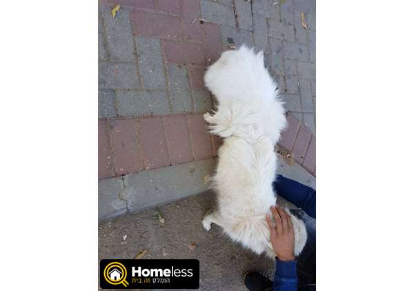 תמונה 3 ,כלבים פומרניאן   שפיץ קליין למכירה באשקלון
