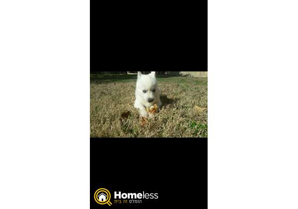 תמונה 1 ,כלבים האסקי סיביר   האסקי סיבירי למכירה בערד