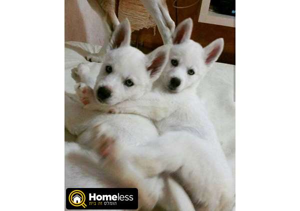 תמונה 2 ,כלבים האסקי סיביר   האסקי סיבירי למכירה בערד