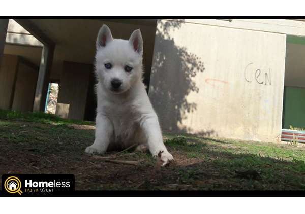 תמונה 3 ,כלבים האסקי סיביר   האסקי סיבירי למכירה בערד