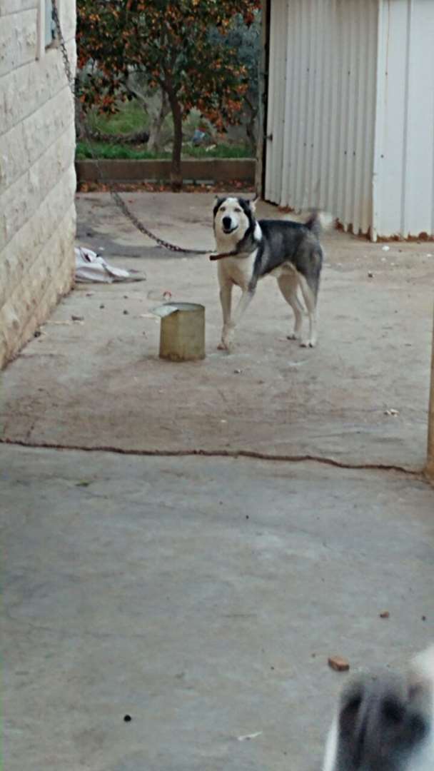 תמונה 1 ,כלבים האסקי סיביר   דובי & מוקא למכירה בשפרעם