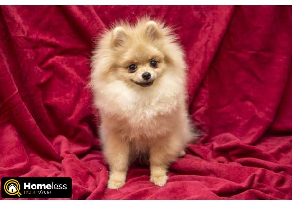 תמונה 1 ,כלבים פומרניאן   אולגה למכירה בפתח תקווה