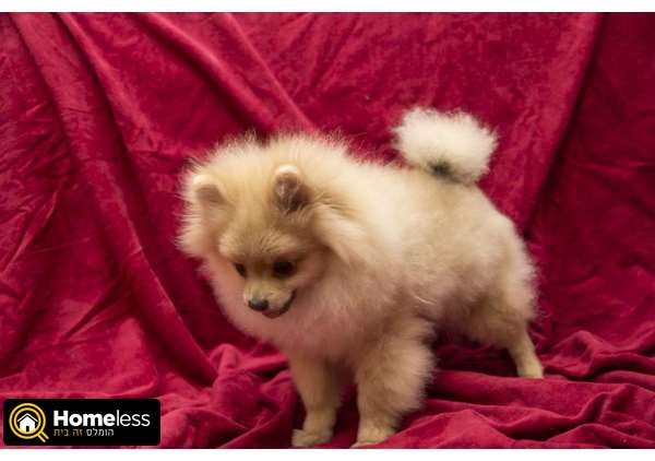 תמונה 2 ,כלבים פומרניאן   אולגה למכירה בפתח תקווה