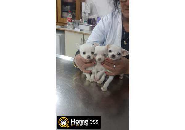 תמונה 2 ,כלבים צ`יוואווה   גורים למכירה בצפת