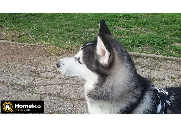תמונה 1 ,כלבים האסקי סיביר   מישקה למכירה בקרית אתא