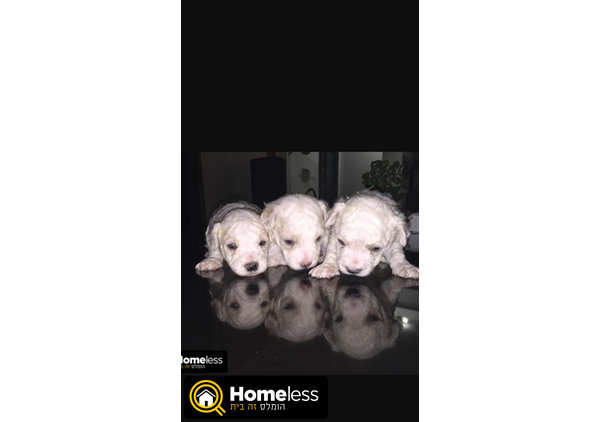 תמונה 2 ,כלבים בישון פריזה    למכירה בחולון