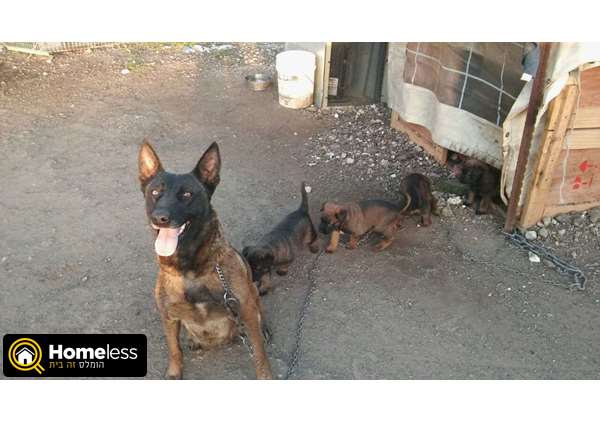 תמונה 1 ,כלבים רועה בלגי   מלינואה  למכירה בברקת