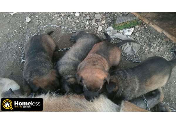 תמונה 2 ,כלבים רועה בלגי   מלינואה  למכירה בברקת