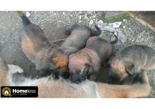 תמונה 3 ,כלבים רועה בלגי   מלינואה  למכירה בברקת