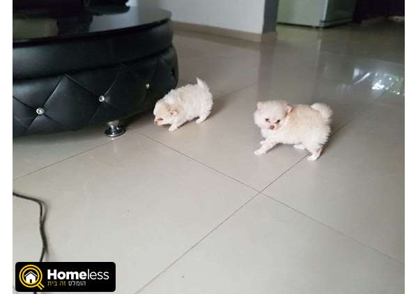 תמונה 3 ,כלבים פומרניאן   2 גורי פומרניאן זכר ונקבה  למכירה ביגל