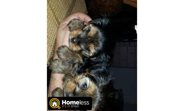 תמונה 1 ,כלבים יורקשייר טרייר   גורים למכירה בכרמיאל