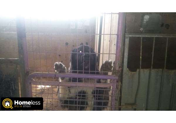 תמונה 2 ,כלבים רועה קאווקזי   טופי למכירה באשקלון