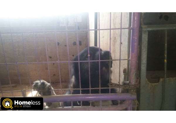 תמונה 3 ,כלבים רועה קאווקזי   טופי למכירה באשקלון