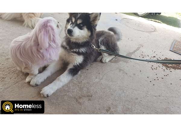 תמונה 1 ,כלבים האסקי סיביר   האסקי למכירה בכפר קאסם