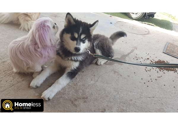 תמונה 2 ,כלבים האסקי סיביר   האסקי למכירה בכפר קאסם