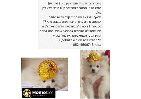תמונה 2 ,כלבים פומרניאן   פומי למכירה בתל אביב