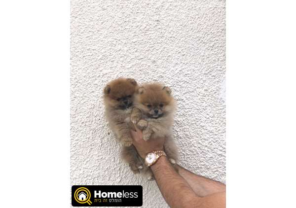 תמונה 1 ,כלבים פומרניאן   דובונים קטנים למכירה בחולון