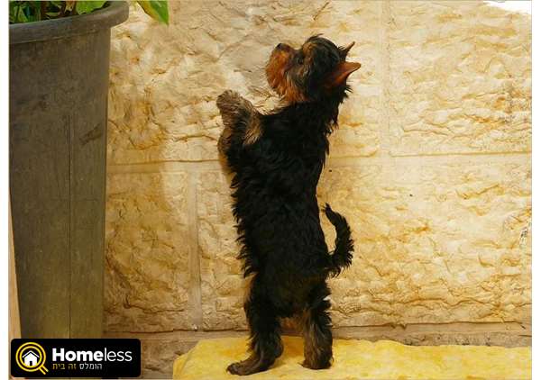 תמונה 3 ,כלבים יורקשייר טרייר   גור יורקשייר למכירה בגבע בנימין