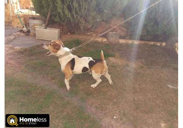 תמונה 4 ,כלבים גק ראסל טרייר   גורים למכירה במגאר