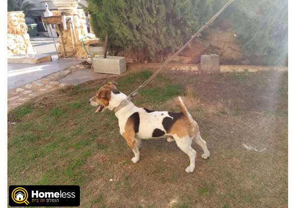 תמונה 2 ,כלבים גק ראסל טרייר   גורים למכירה במגאר