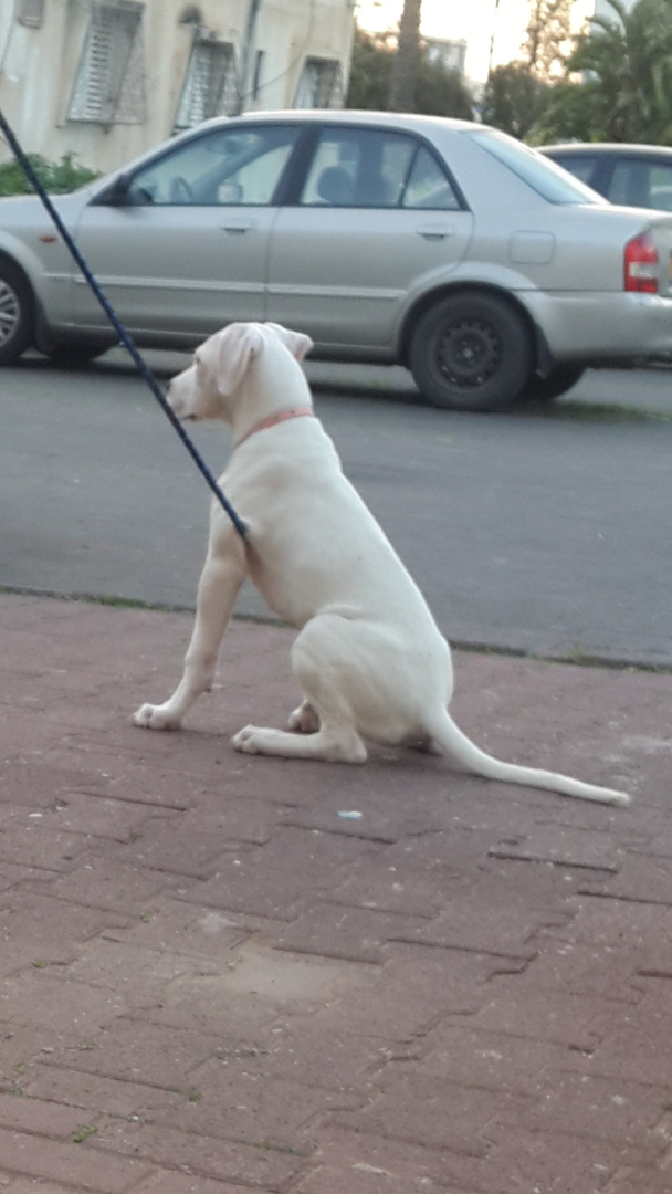 תמונה 1 ,כלבים אחר   דוגו ארגנטינו למכירה בחיפה