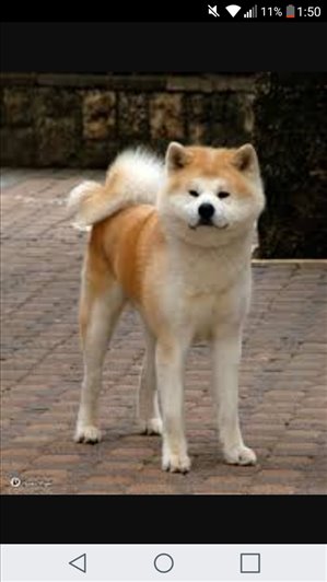 כלבים אקיטה יפני חדרה והסביבה 