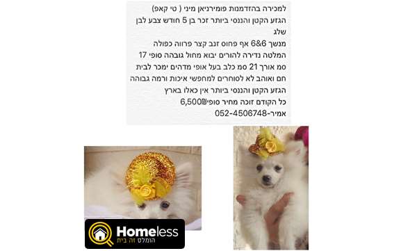 תמונה 1 ,כלבים פומרניאן   פומי למכירה בתל אביב