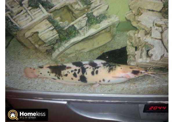 תמונה 1 ,דגים אחר   שפמנון למכירה בבני ברק