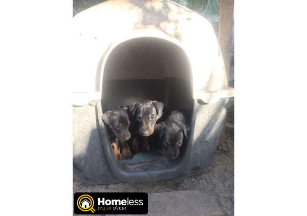 תמונה 2 ,כלבים ארדייל טרייר   יאק טרייר למכירה במושב בניה