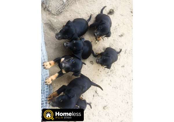 תמונה 3 ,כלבים ארדייל טרייר   יאק טרייר למכירה במושב בניה