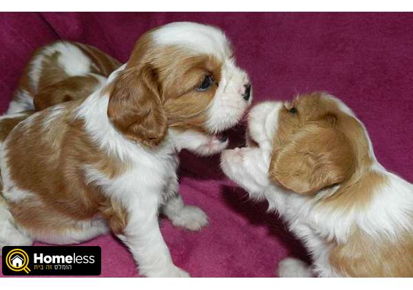 תמונה 1 ,כלבים קבליר קינג צארלס ספנייל   ר למכירה בר