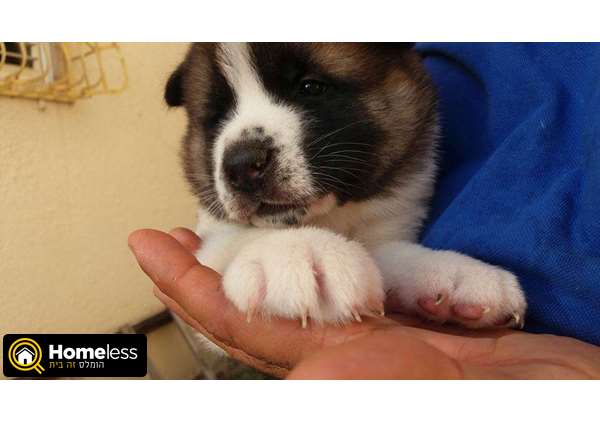 תמונה 1 ,כלבים אקיטה יפני   אקיטה אמריקאי  למכירה בחולון 