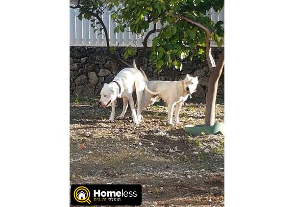 תמונה 1 ,כלבים אחר   דוגו ארגנטינו למכירה בבית שאן