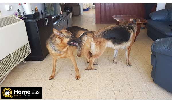 תמונה 2 ,כלבים רועה גרמני   רקס לשידוך בצפת