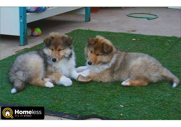 תמונה 3 ,כלבים קולי   שמות שונים למכירה בגבע בנימין